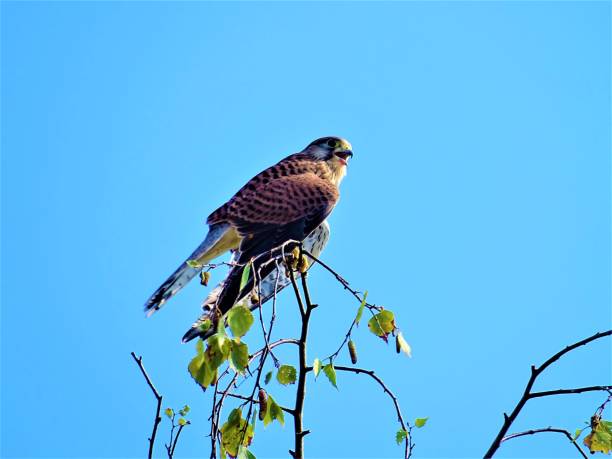 istock Common kestrel sitting on branch an yelling 1041231208