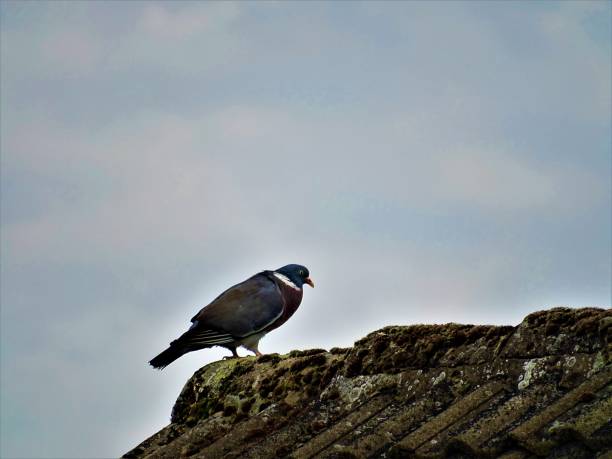 istock Common wood pigeon on roof top looking chunky 1041232006