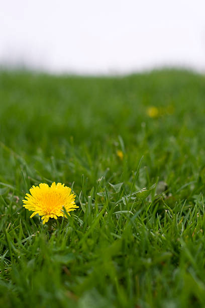 yellow flower on the grass stock photo