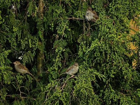 Three female house sparrows in a thuja tree looking cute