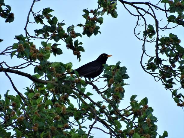 istock Male blackbird sitting in an apple tree 1041234622