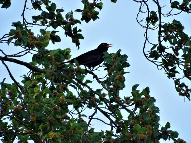 istock Male blackbird sitting and singing in apple tree 1041234834