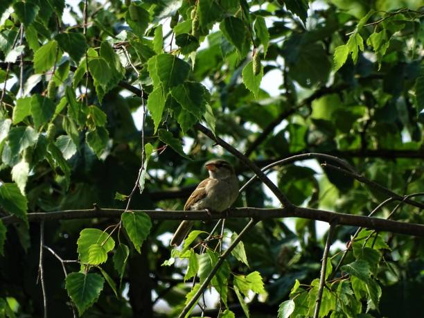istock Female common sparrow sitting in birch tree 1041234934