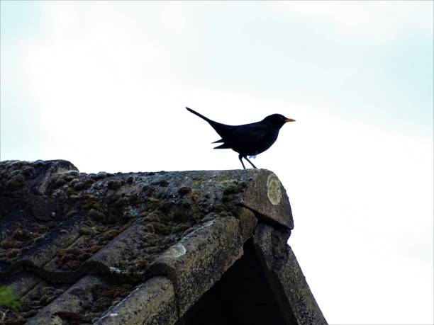 Blackbird sitting on roof top and looking