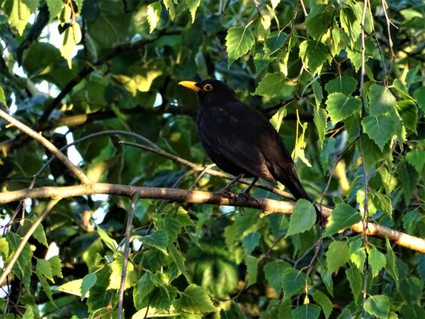 Male blackbird sitting in a birch looking to the left