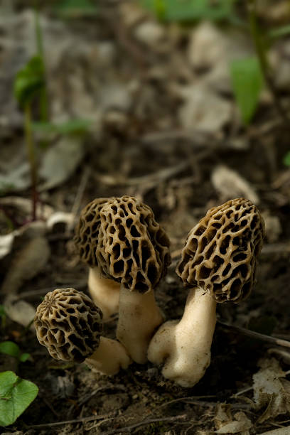 Morel group in the forest stock photo