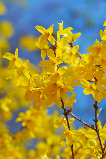 giallo spring branch - new life plant image saturated color foto e immagini stock