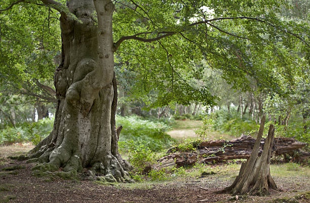 Large leafy tree in the woods - New Forest, England Two dead trees and a big healthy one in the New Forest, near Lyndhurst, England. new forest tall trees stock pictures, royalty-free photos & images