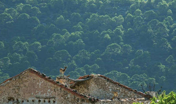 hispanic goat on the roof of a farmhouse, in the sierras de cazorla, segura and las villas. - switzerland forest storm summer imagens e fotografias de stock