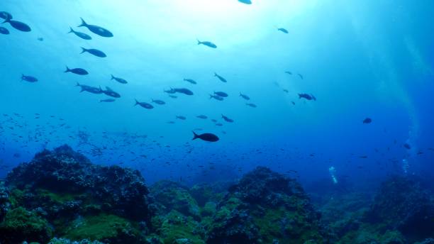 istock Pacific Creole fish, undersea coral reef, Galapagos 1041244122
