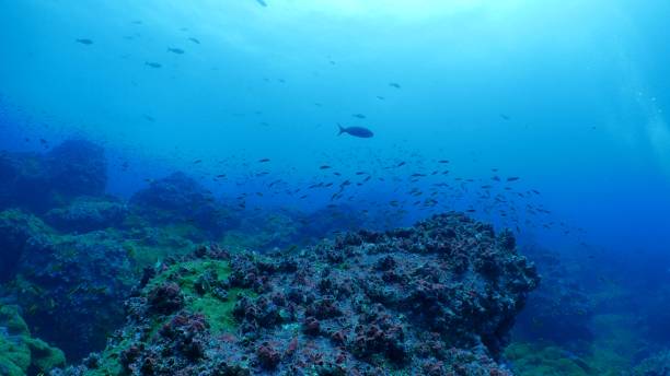 istock Beautiful undersea reef at Darwin Island, Galapagos 1041244158