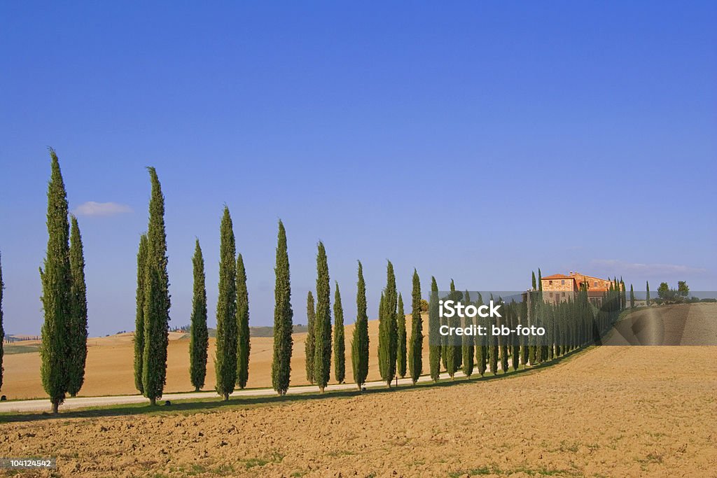 Zypressenallee Toskana - Foto stock royalty-free di Agricoltura