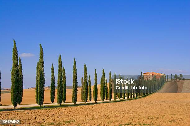 Zypressenallee Toskana - Fotografie stock e altre immagini di Agricoltura - Agricoltura, Alberato, Albero