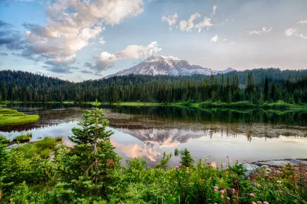 Photo of Mt Rainier and Reflection Lake at sunrise and wildflowers blooming