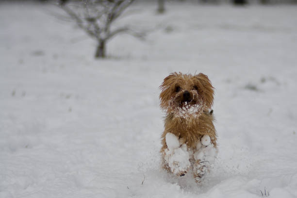 istock dog yorkshire Terrier pet dog 1041246468