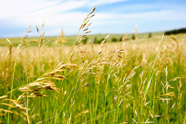 istock Field of Grass - Tranquil Countryside 104124933