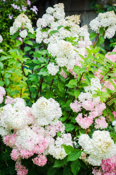 istock Blooming hydrangea in the garden 1041250234