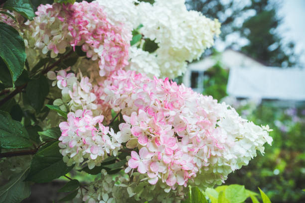 istock Blooming hydrangea in the garden 1041250268