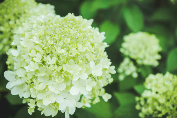 istock Blooming hydrangea in the garden 1041250456