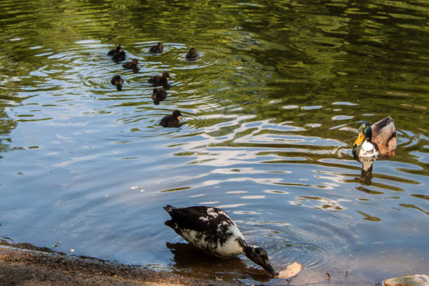 istock cute ducks enjoying on the lake 1041251654