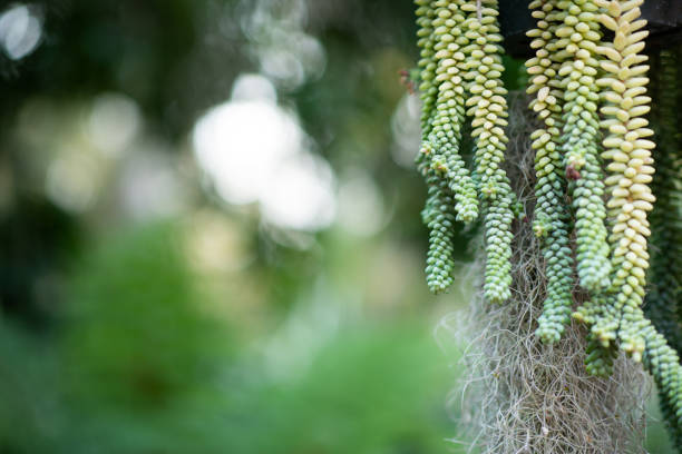 Close-up shot of Cactus plant and an Air plant.