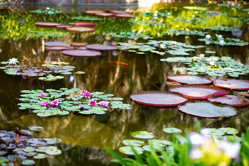 Pond with lily pads and flowers.
