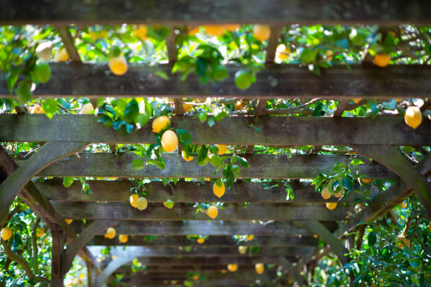 istock Lemons Growing on Pergola 1041263332