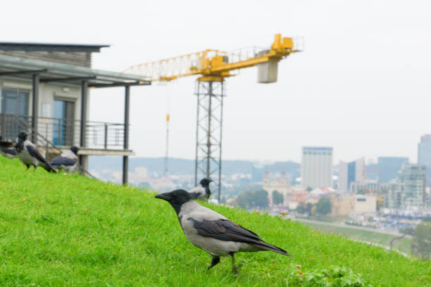 gray crows frequent visitors in European cities