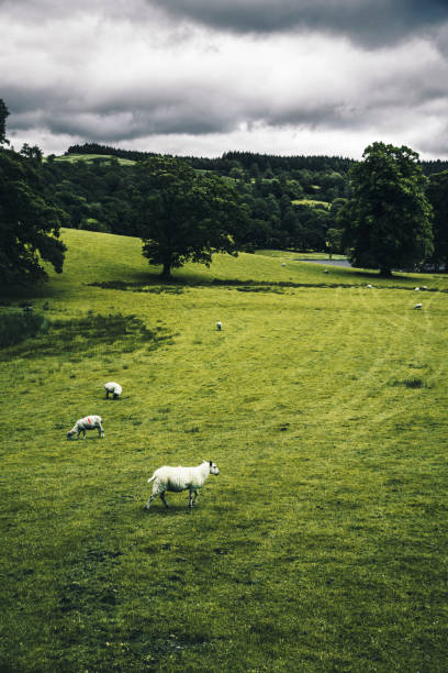 pastos con ovejas en hawkshead - old man of coniston fotografías e imágenes de stock