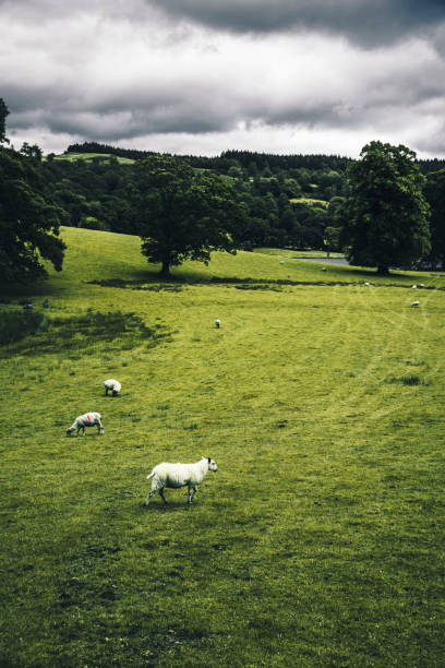 ホークス ヘッドに羊の牧草地します。 - herdwick sheep ストックフォトと画像