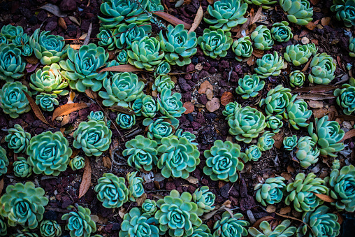 Close-up shot of a succulent plants. Shot is from a Bird's eye view.