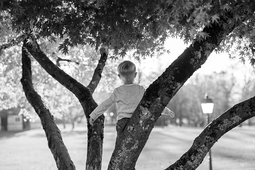 Greyscale image of a little boy in a tree standing with his back to the camera amongst the branches looking out over a field and street lamp.