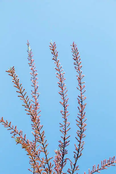 A unique photo of bright tender offshoot  of a tree growing