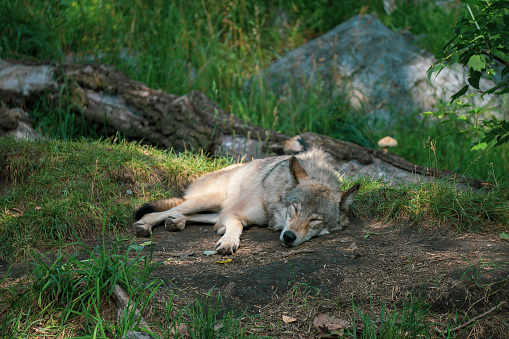Wolf napping in the sunlight in the woods