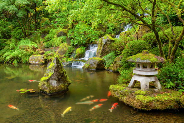 Portland Japanese Garden pond with koi fish carp Portland Japanese Garden pond with koi fish carp japanese garden stock pictures, royalty-free photos & images