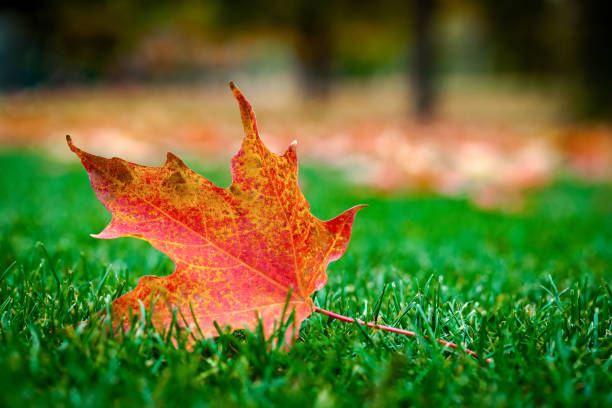 Closeup of a maple leaf in the grass in autumn Closeup of a maple leaf in the grass in autumn fall lawn stock pictures, royalty-free photos & images