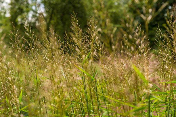 istock Looking through blades of grass, selective focus 1041284536