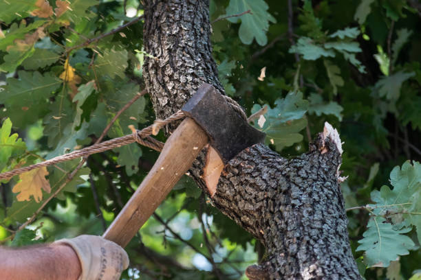 istock A man dynamic cutting a tree log tied with a rope, with an ax hatchet wearing white gloves 1041285216