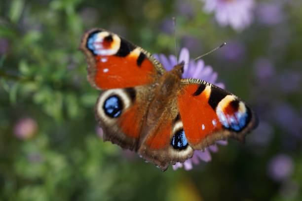 istock Peacock butterfly on purple flower 1041287178