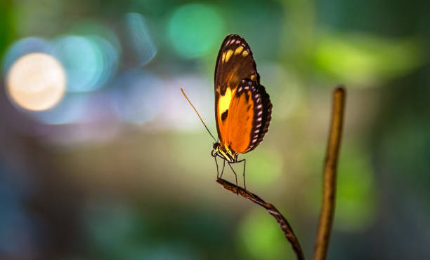 istock Beautiful orange Butterfly 1041287428