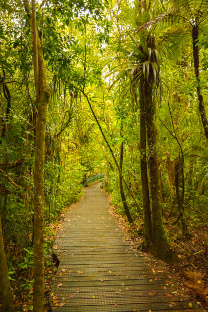 istock Walking trail in old Waipoua forest 1041291604