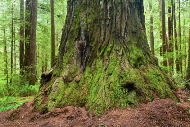 Photo of Giant California redwood tree with butt swell