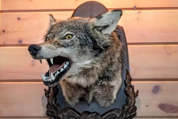 Photo of Head of the stuffed wolf on a wooden wall. Bared mouth.
