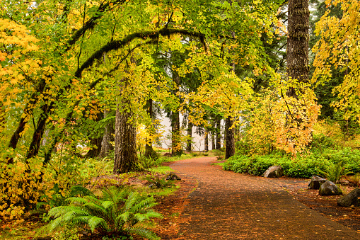 Un camino a través del bosque del otoño follaje en Silver Falls State Park, Oregon, EEUU photo