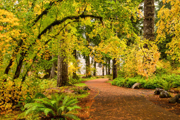 A path through autumn foliage forest in Silver Falls State Park, Oregon, USA