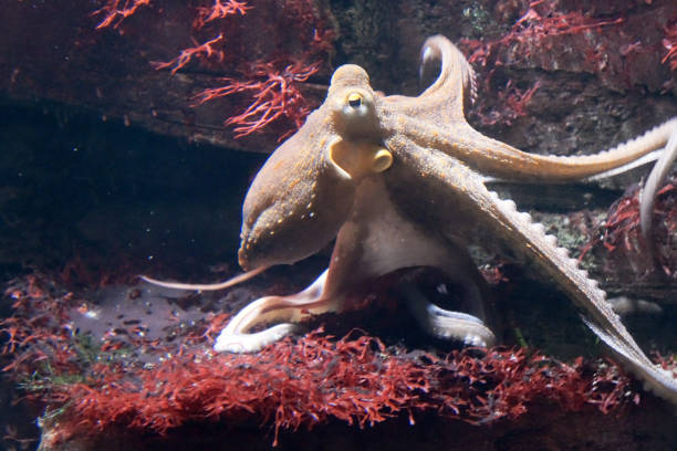 istock Octopus in the sea 1041298452