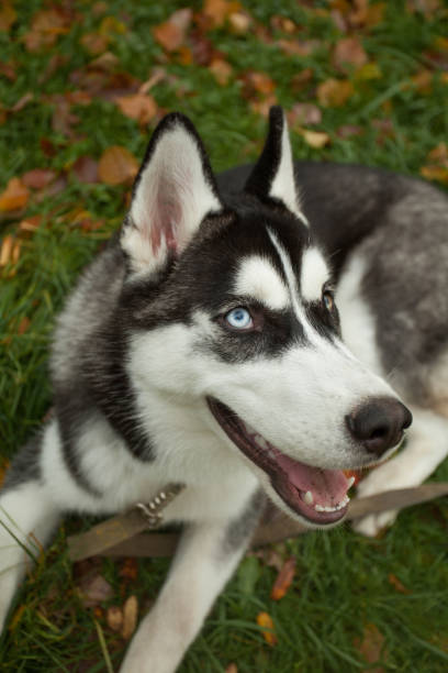istock Dog pet in the autumn park 1041305158