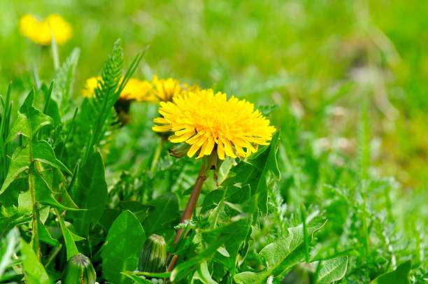 istock Yellow dandelions on a green meadow. 1041309818
