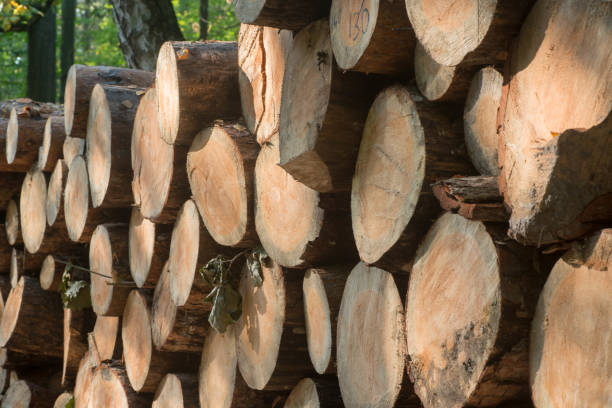 istock cut pine logs in forest 1041313760