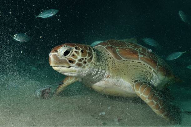 istock Sea Turtles in Curacao 1041315396